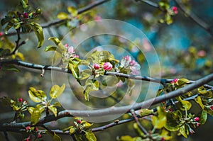 Florescence of apple tree in the garden close-up spring shot