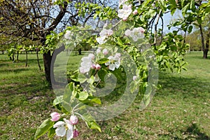 Florescence of apple in orchard in April photo