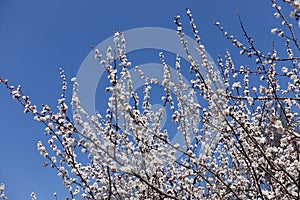 Florescence of apricot against blue sky in April