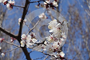 Florescence of apricot against blue sky in March