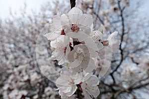 Florescence of apricot in early spring