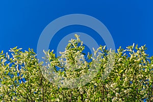 Florescence of bird-cherry on blue sky