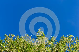 Florescence of bird-cherry on blue sky