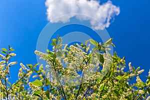 Florescence of bird-cherry on blue sky with cloud