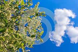 Florescence of bird-cherry on blue sky with cloud