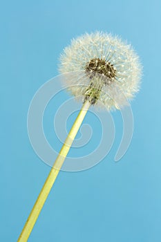 Florescence of blowball