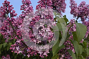 Florescence branches of lilacs