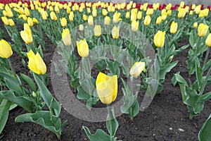 Florescence of bright yellow tulips photo