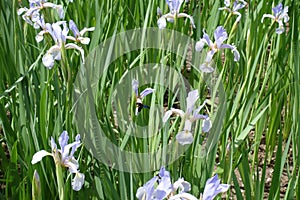 Florescence of butterfly irises in june
