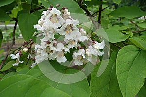 Florescence of catalpa tree in june