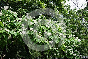 Florescence of catalpa tree in June