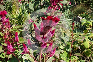 Florescence of Celosia argentea var. cristata in September