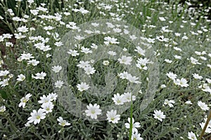 Florescence of Cerastium tomentosum in May