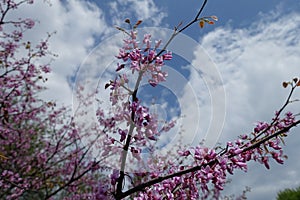Florescence of Cercis canadensis against the sky