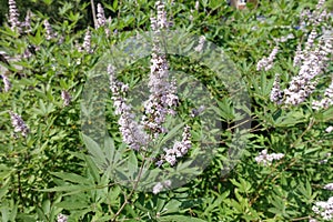 Florescence of chaste tree in July