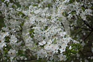 Florescence of cherry plum in spring