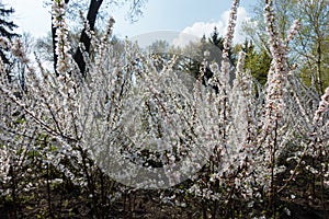 Florescence of Chinese dwarf cherry in spring