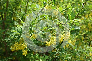 Florescence of barberry bush in spring photo