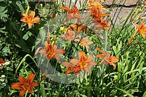 Florescence of common daylily in June