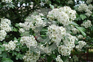 Florescence of common hawthorn in May