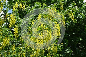 Florescence of common laburnum in May