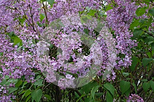 Florescence of lilac bush in spring