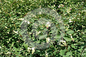 Florescence of common snowberry in July