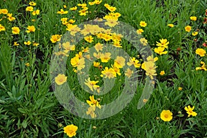 Florescence of Coreopsis lanceolata in June