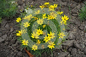 Florescence of Coreopsis verticillata in July