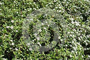 Florescence of Cotoneaster horizontalis shrub in spring