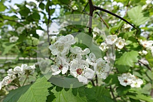 Florescence of Crataegus submollis in May