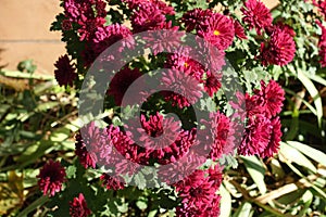 Florescence of crimson red Chrysanthemums