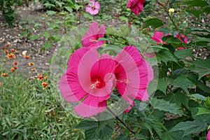 Florescence of crimson red Hibiscus moscheutos in August