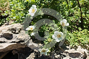 Florescence of Dasiphora fruticosa in rock garden