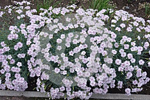 Florescence of Dianthus deltoides in the garden