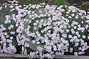 Florescence of Dianthus deltoides in the garden photo