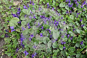 Florescence of dog-violets in late March