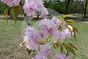 Florescence of double flowered sakura in April photo