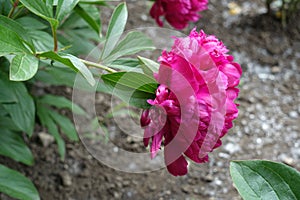 Florescence of double magenta colored peony in May