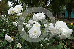 Florescence of double white Chrysanthemums