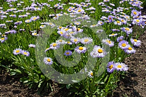 Florescence of Erigeron speciosus plant in June