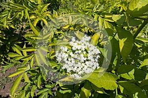 Florescence of European elderberry bush in spring