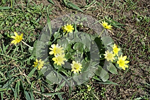 Florescence of ficaria verna in March