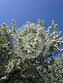 Florescence of flowers