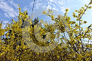 Florescence of forsythia against blue sky in March