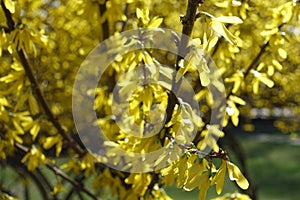 Florescence of forsythia bush in March