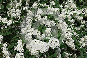 Florescence of germander meadowsweet bush in May photo