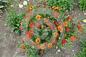 Florescence of Helenium autumnale in August