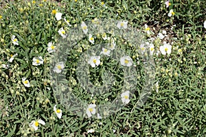 Florescence of Helianthemum apenninum in May photo