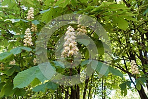 Florescence of horse chestnut tree in spring